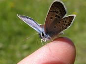 remercie papillon (Werner Lambersy)