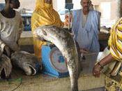 Pénurie poisson disparaît étals Douala