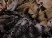 vous présente petite soeur)