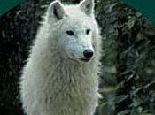 planète loups roman jeunesse dont sont héros