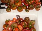 Récolte tomates