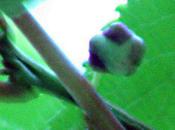 Actinidia, fleurs fruits