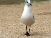 oiseaux Paris, suite