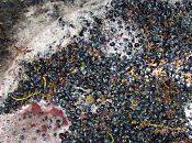 Lisson: vendanges 2010/4- premiers raisins commencent leur fermentation