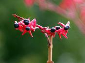Clerodendrum trichotomum