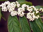 Callicarpa dichotoma