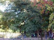 Zanthoxylum piperitum Paris