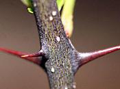 Zanthoxylum, épines