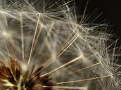 L'IMAGE JOUR: Akènes pissenlit