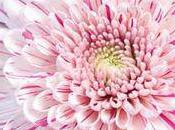 L'automne Chrysanthèmes