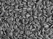 Weiwei: Sunflower seeds