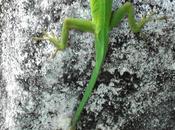 L'IMAGE JOUR: Lézard Guadeloupe