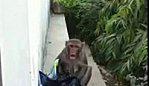 singe supporte d'être filmé bêtisier singes videos