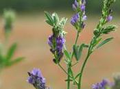 luzerne favorise biodiversité