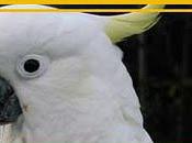 Regardez perroquet bouger corps titre Willow Smith "Whip Hair"