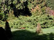 Juniperus pfitzeriana