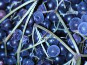 Madeleines baies sureau