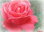 Fleurs dimanche fleurs jardin