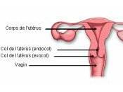 Depistage cancer l'utérus