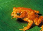 L'IMAGE JOUR: Crapaud doré