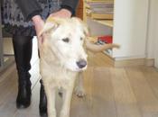 Jeune chien trouvé Namur (Bouge)