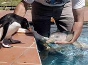amitié avec dauphin Penguin photos)