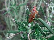 téléphores sont utiles pour lutter contre pucerons