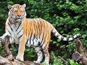 accord international pour sauvegarde Tigre