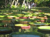 Beautés MAURICE Jardin Pamplemousses, Anjanita MAHADOO.