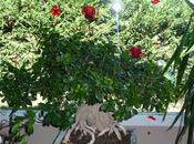 conseils pour ficus perd feuilles