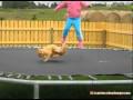 chat kiff trampoline