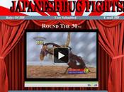 Combat d'insectes Japon