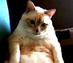 chat hoquet mais seulement