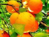 pistes réflexion pour orangers durables oranges, c’est l’Homme… Nature