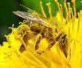 Reseaux Sociaux Community Management, soyez abeille