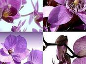 True Colors Couleur Fleurs