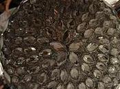 Concours Table Noël -prise