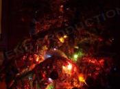 Noisy-le-Sec, recycle sapins Noël