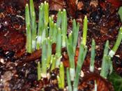 Perce-neige, léger retard