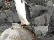 Pingouin confond phoque avec rocher