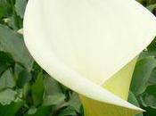 Arum blanc Zantedeschia