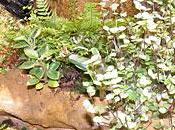 aquaterrarium peuplé plantes Karnivores