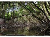 2011 sera l’année l’Outre-mer