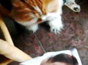 Justin Bieber Agressé pire ennemi (vidéo)