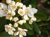 Choisya, floraison continue