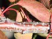 Ecorces Prunus serrulata