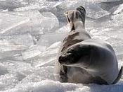 phoque Pointe-aux-Outardes...