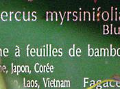 Quercus myrsinifolia