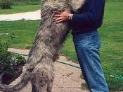 plus grand chien monde