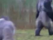 gorille marche comme hommes